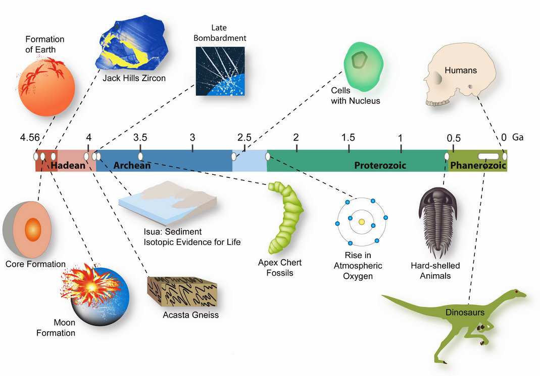 Origin And Evolution Of The Bread Wheat D Genome